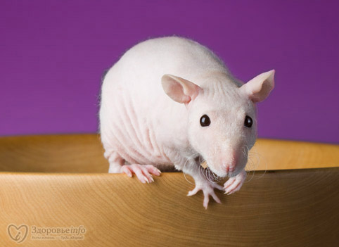 голые крысы спасут от боли