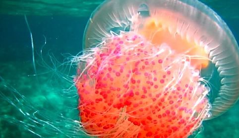 Чем опрасны медузы