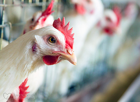 Жертвуя собой курицы спасают нас от рака! Новейшее исследование дает надежду миллионам!