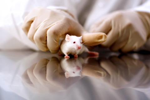 Как лечить простатит: о чем могут рассказать мыши?