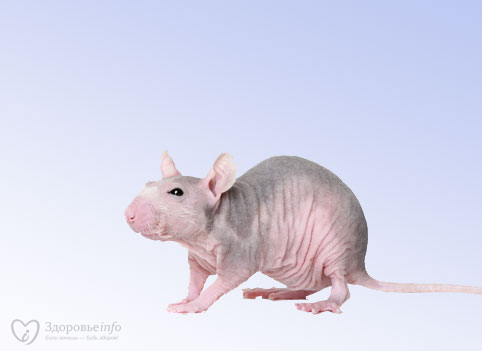 С помощью слепых крыс ученые узнали, как победить рак