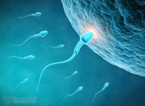 Длина сперматозоида